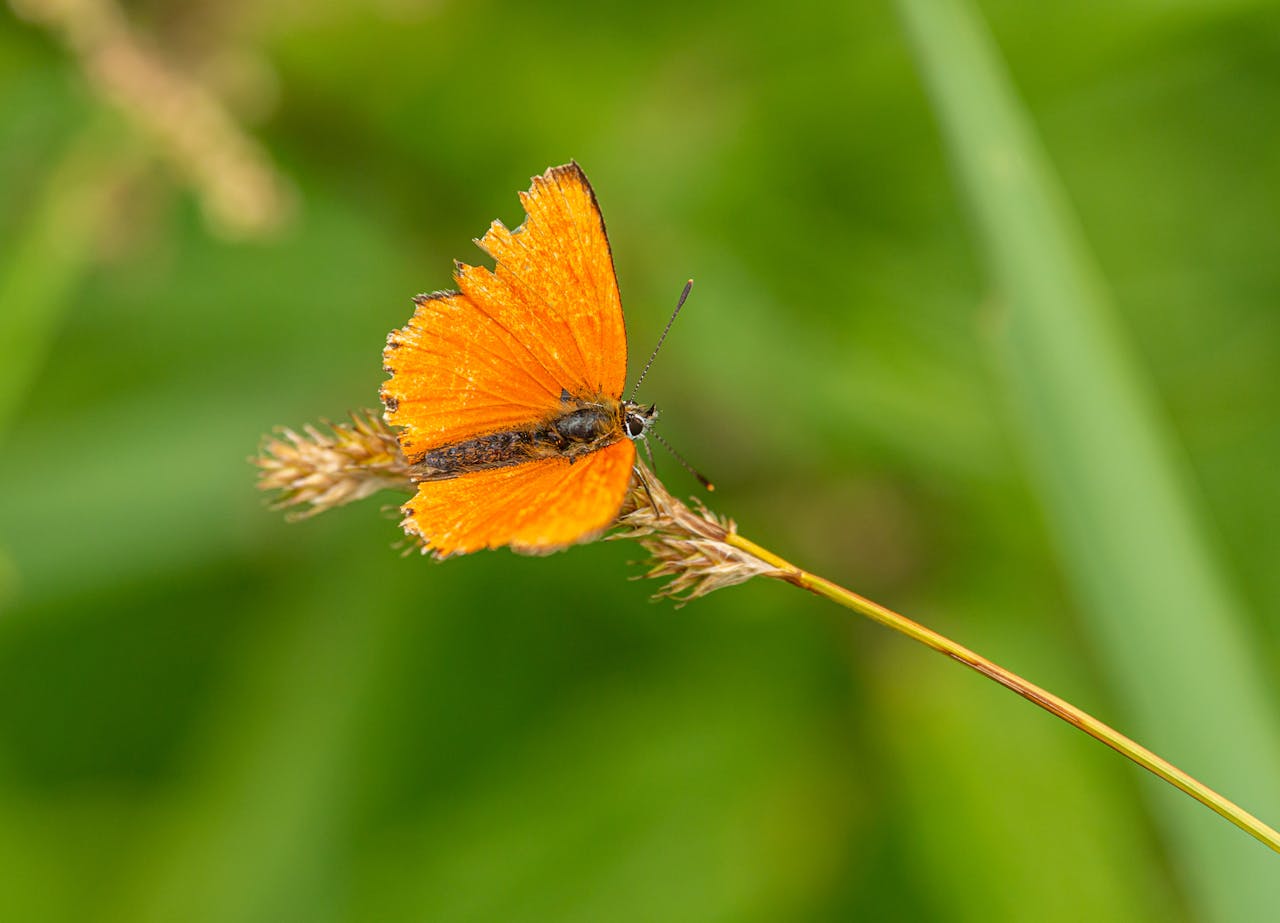 gallery-4 Vibrant orange butterfly resting on a plant stem, showcasing its delicate wings.