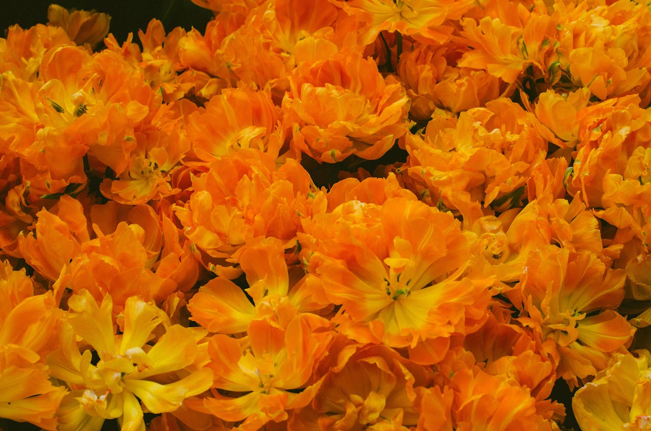 gallery-3 A stunning array of orange tulip blossoms in full bloom, creating a vibrant and fresh floral display.