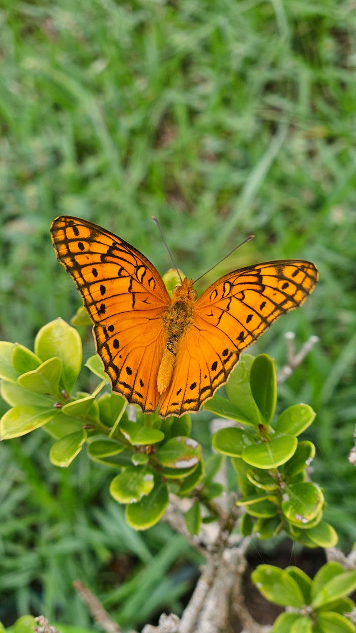 gallery-6 Vibrant orange butterfly perched on fresh green leaves, showing detailed wing patterns.