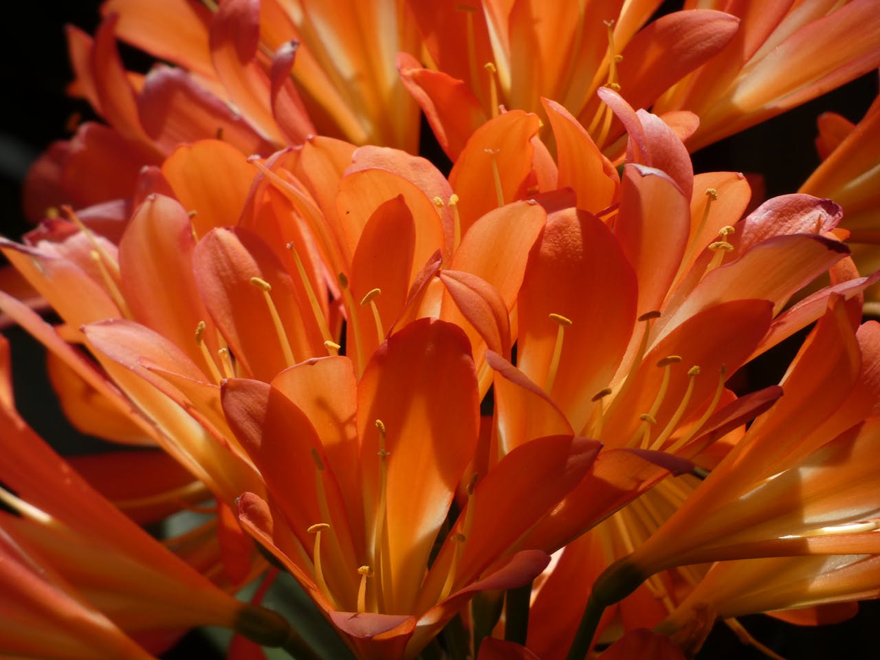 gallery-2 Close-up of vibrant orange Clivia blossoms blooming in a Sydney garden.