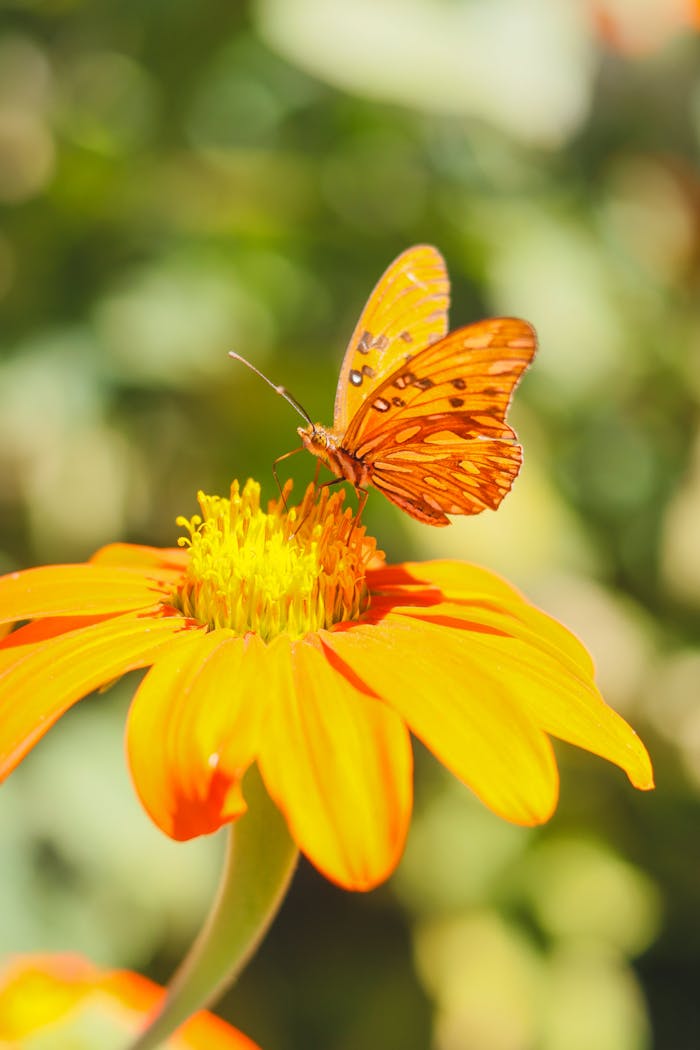 A stunning orange butterfly resting on a vivid orange flower in a garden setting.
