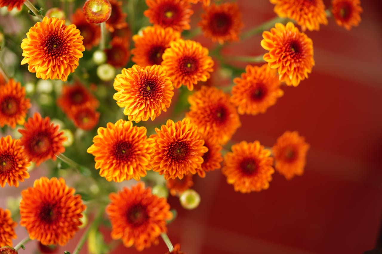 gallery-1 Close-up of vibrant orange chrysanthemums (Chrysanthemum indicum) with a blurred red background.