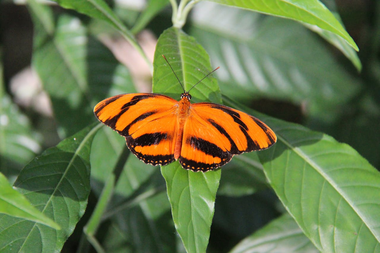gallery-5 Close-up of a stunning orange tiger butterfly on green leaves in daylight.